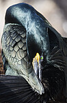 BB 15 0659 / Phalacrocorax aristotelis / Toppskarv